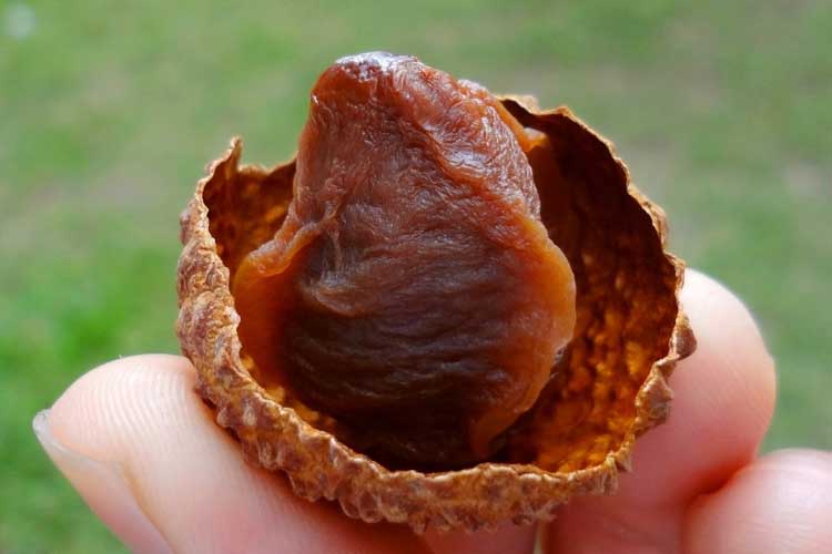 1532418174301879.jpg 荔枝干.jpg